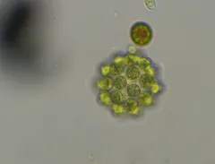 Coelastrum pulchrum thumbnail 2