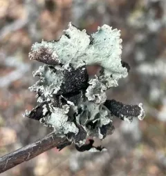 ribboned rag lichen thumbnail 3