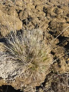 Shortleaf Hairgrass thumbnail 4