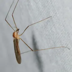 Erioptera septemtrionis thumbnail 4