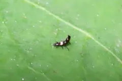 Aeolothrips melaleucus thumbnail 1