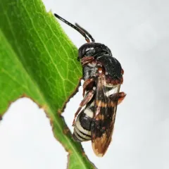 Notch-backed Cellophane-cuckoo Bee thumbnail 4