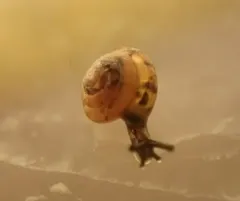 Tawny Glass-snail thumbnail 3