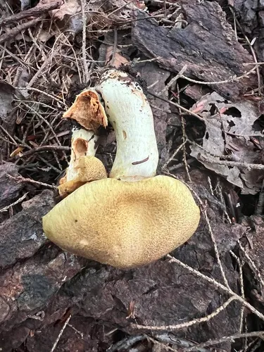 Cortinarius squamivenetus