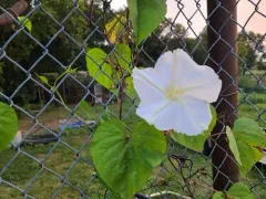 Moonflower thumbnail 4