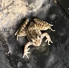 Plains Leopard Frog thumbnail 2
