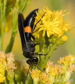 Stizoides renicinctus thumbnail 2