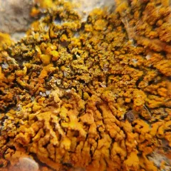 Sugared Sunburst Lichen thumbnail 2