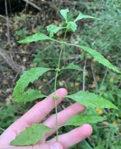 taperleaf waterhorehound thumbnail 4