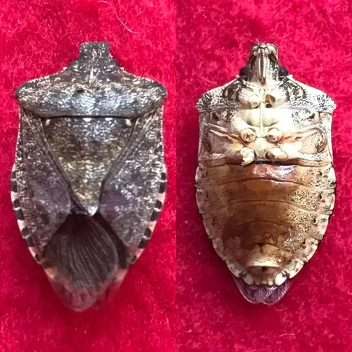 Brown Marmorated Stink Bug