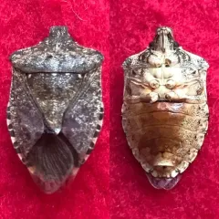 Brown Marmorated Stink Bug thumbnail 1
