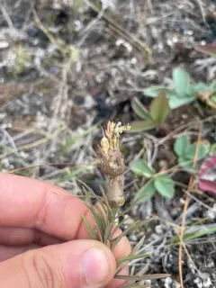 Rhinusa pilosa thumbnail 2