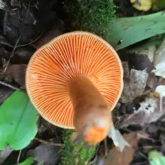 Lactarius thyinos thumbnail 4