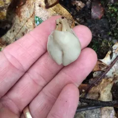 White Saddle thumbnail 2