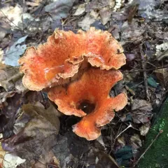 Scaly Chanterelle thumbnail 4