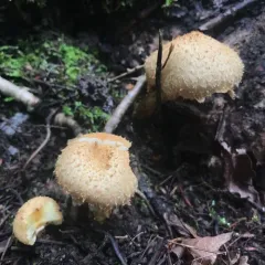 shaggy scalycap thumbnail 3