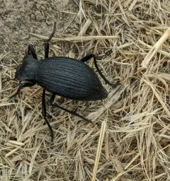 Philolithus elatus thumbnail 2