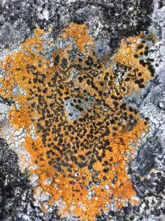 Orange Boulder Lichen thumbnail 2