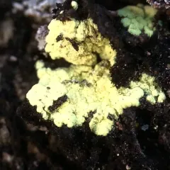 Alpine Dot Lichen thumbnail 4