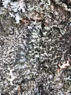 Pea-green Shield Lichen thumbnail 2