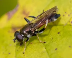 Orange-belted Leafwalker thumbnail 3