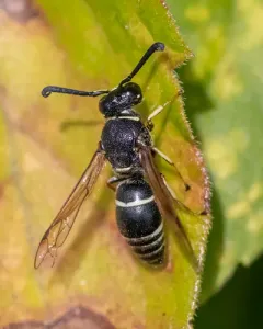 Euodynerus planitarsis thumbnail 4