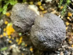 Reticularia jurana thumbnail 2