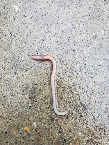 Rosy-tipped Worm