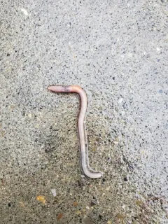 Rosy-tipped Worm thumbnail 1