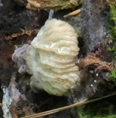 Hypomyces tremellicola thumbnail 4
