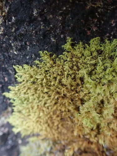 Clustered Rock Moss