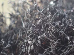 Marsupella stableri thumbnail 1