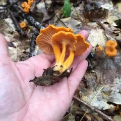 flame trumpet thumbnail 4