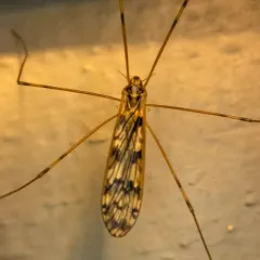Metalimnobia cinctipes thumbnail 2