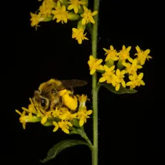 Aster Mining Bee thumbnail 4