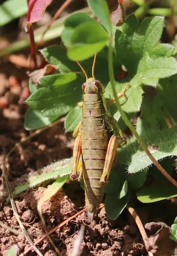 Marys Peak Wingless Grasshopper