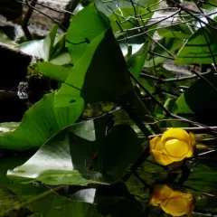 western yellow pond-lily thumbnail 2
