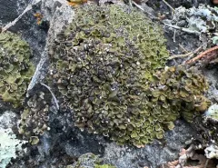 Psora globifera thumbnail 3