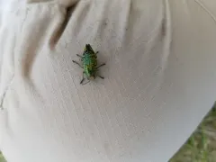 Yellow-spotted Jewel Beetle thumbnail 3