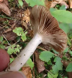 Coconut Milkcap thumbnail 2