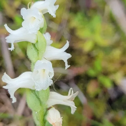 Appalachian ladies’ tresses