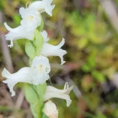 Appalachian ladies’ tresses thumbnail 1
