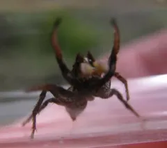 Habronattus kubai thumbnail 3