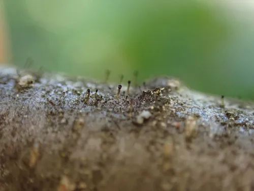 Allocalicium adaequatum