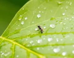 Crossocerus impressifrons thumbnail 4