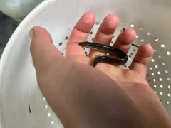 Northern Brook Lamprey thumbnail 3