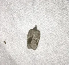 Black-lined Acleris thumbnail 3