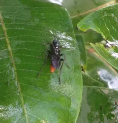 Protichneumon grandis thumbnail 2