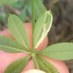 Liriomyza galiivora thumbnail 3