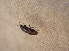glossy groundbug thumbnail 2